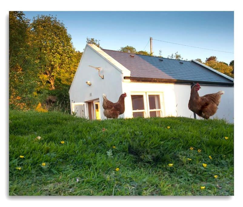 Cosy Self Contained Cottage With Stunning Views Killaloe Eksteriør billede